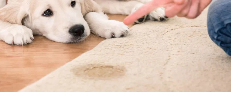 a dog is sitting sad after peeing on carpet.